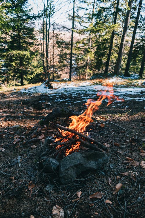 Kostenloses Stock Foto zu feuer, lagerfeuer, natur