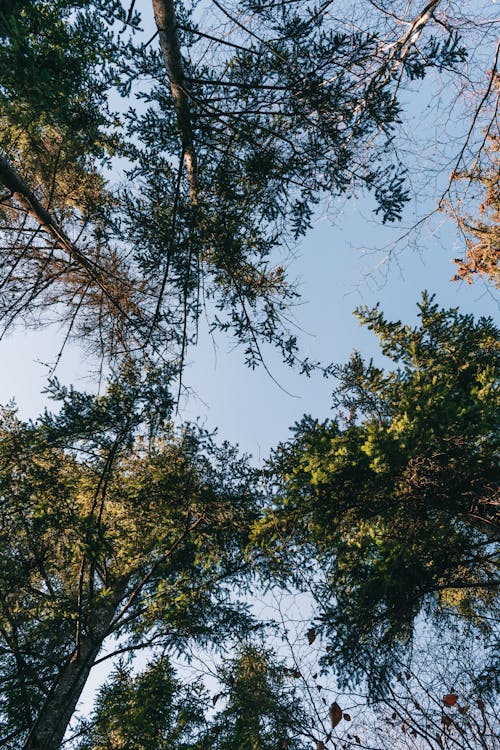 Kostenloses Stock Foto zu frühling, wald, waldabenteuer