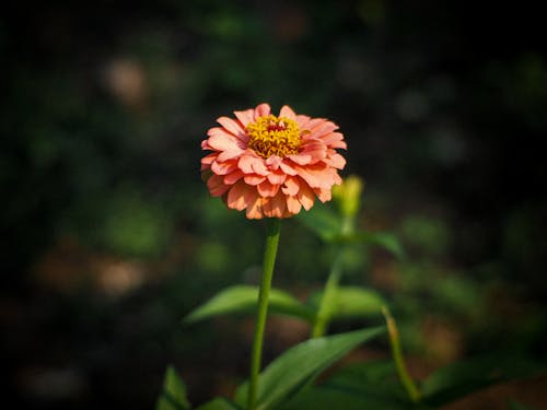 A Zinnia Flower in Bloom