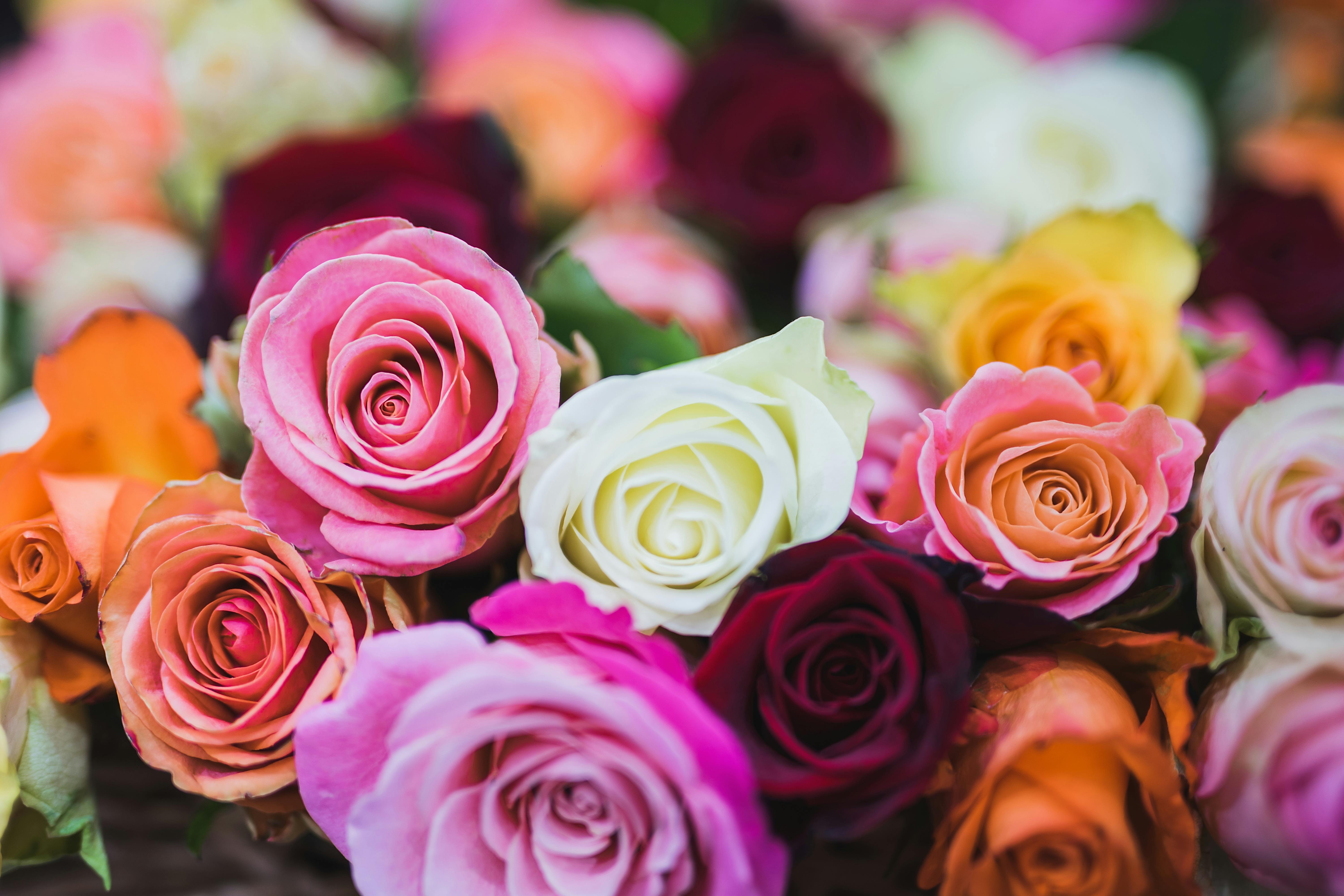 Assorted Color Of Rose Flowers Free Stock Photo