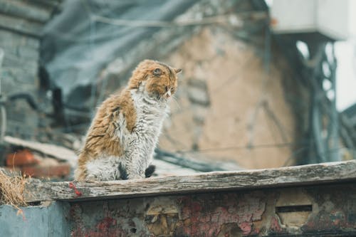 Foto d'estoc gratuïta de animal, brut, felí