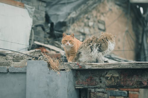 Foto d'estoc gratuïta de a l'aire lliure, animals, buscant