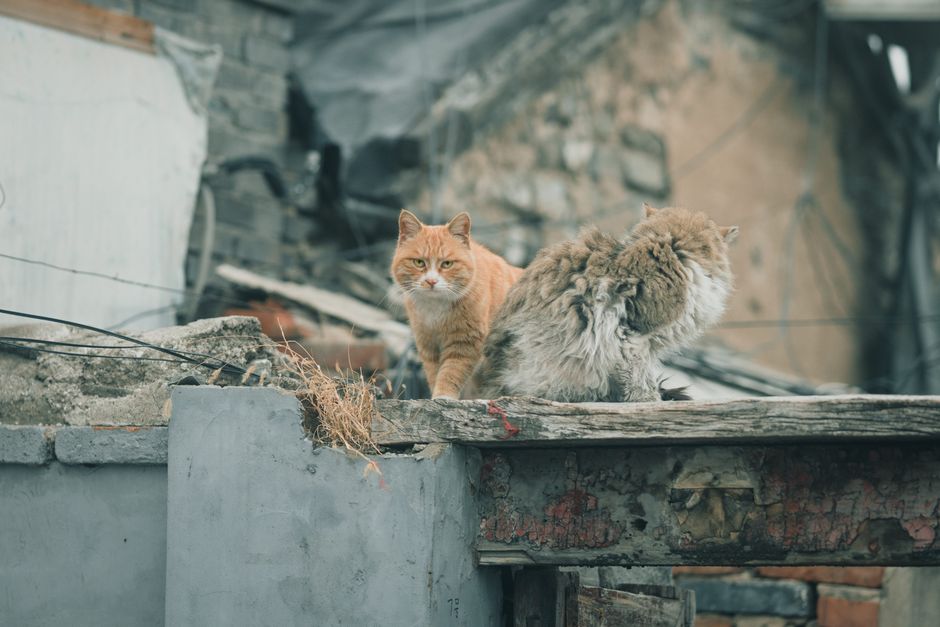 Two urban cats on a weathered rooftop, displaying natural feline curiosity.