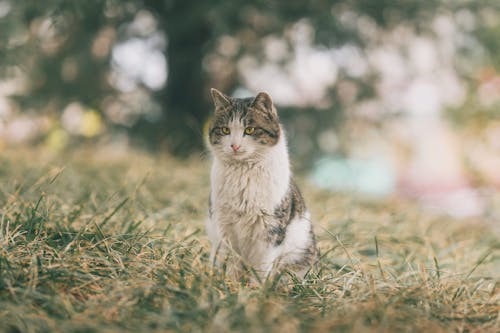 Cat on Grass