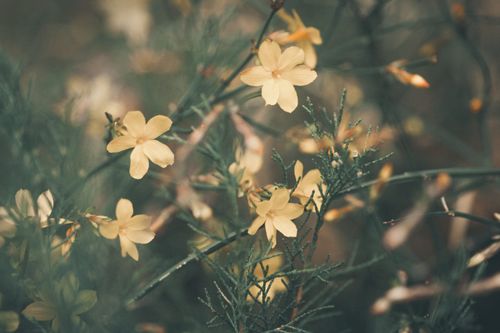 Free Delicate yellow jasmine flowers blossoming in a lush, natural environment. Stock Photo