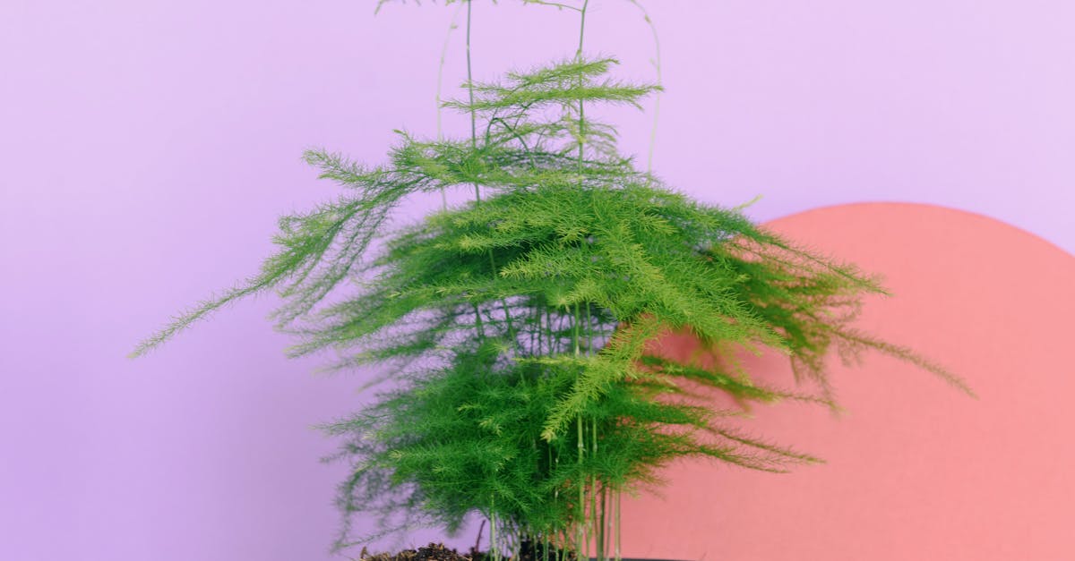 How to cut back asparagus fern
