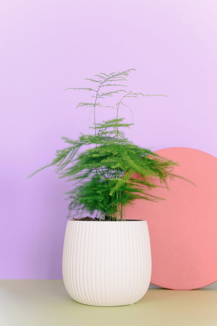 Green Fern Plant On White Pot