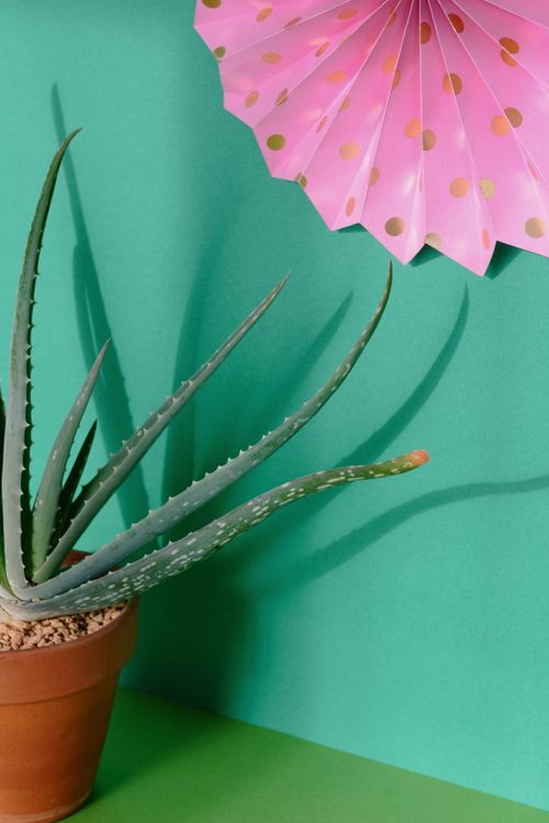 Free A stylish aloe vera plant in a terracotta pot with a pink fan backdrop. Stock Photo