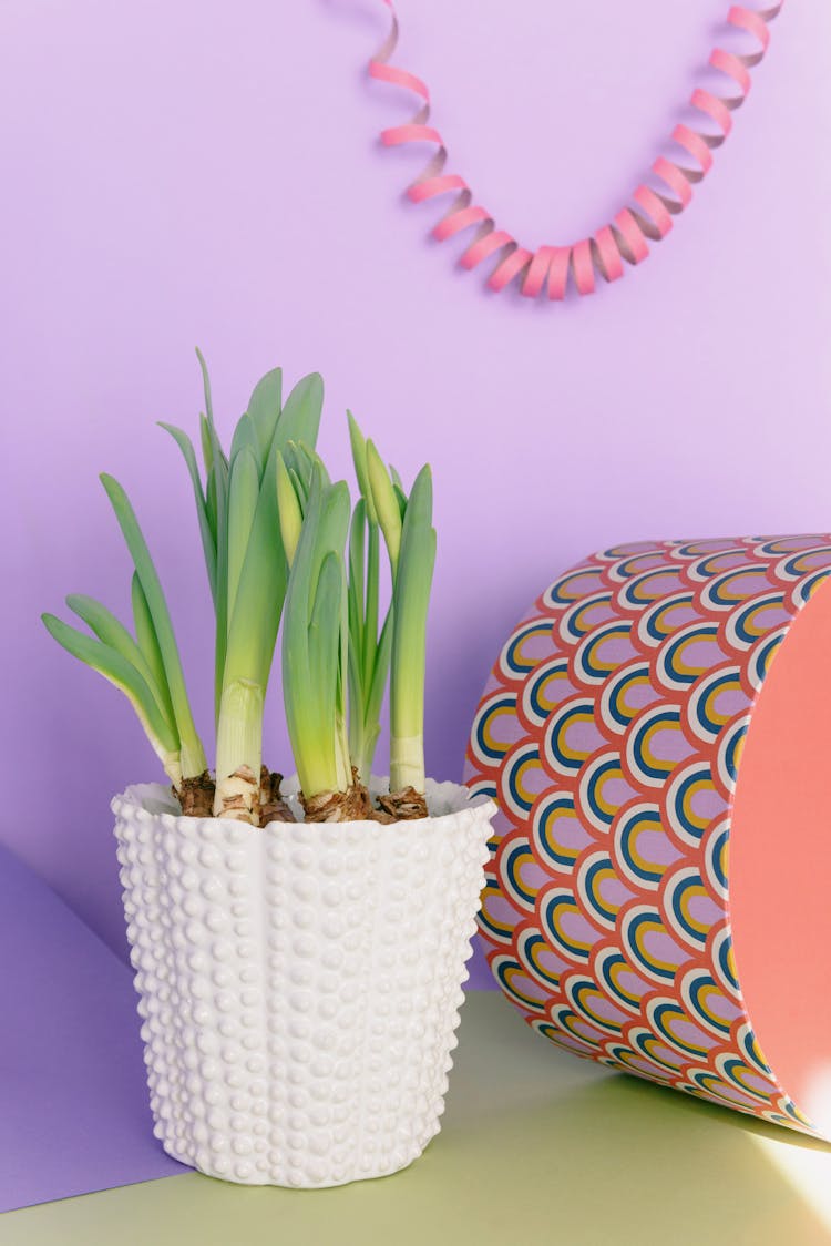 Green Plant In White Pot