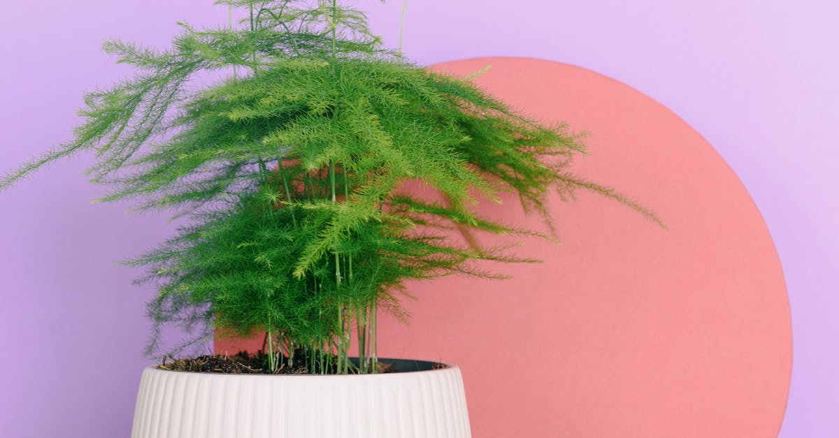 How to trim asparagus fern
