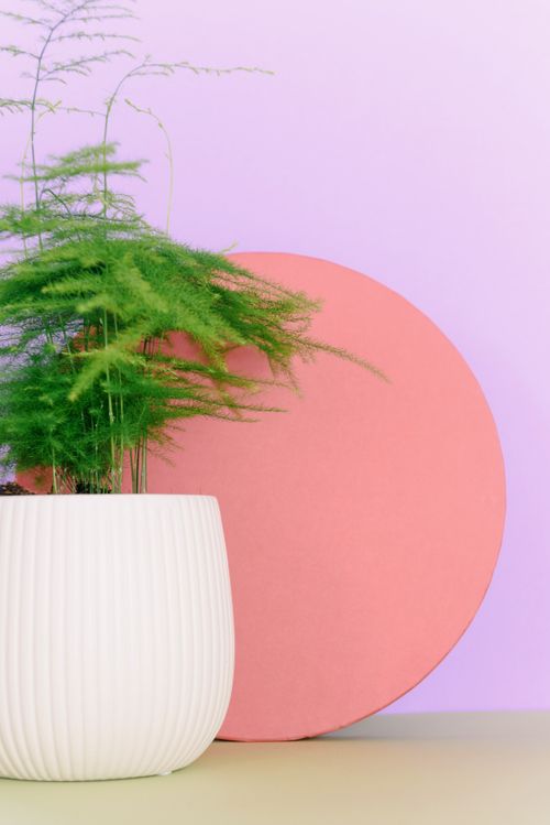 Free A vibrant display of a potted asparagus fern against a pastel pink and purple backdrop. Stock Photo