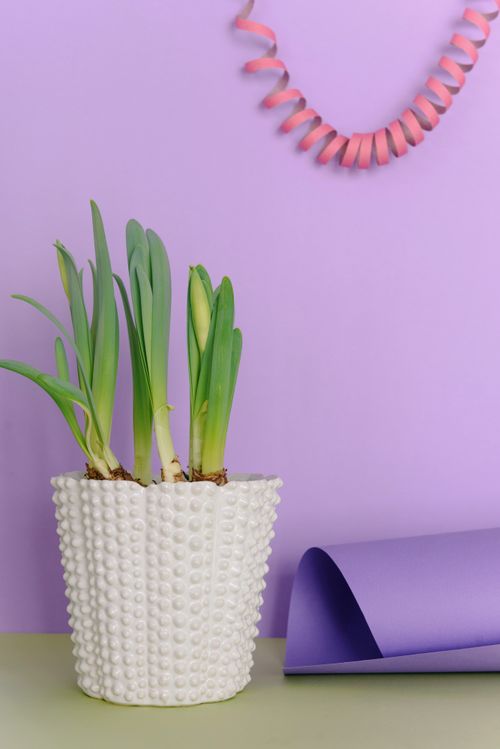 Free A styled still life with a white pot plant and a decorative purple background. Stock Photo