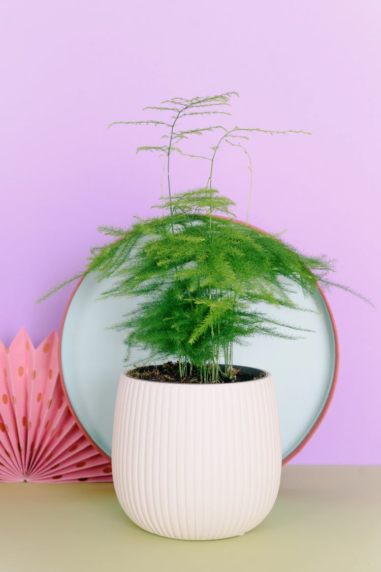 Green Plant On White Ceramic Vase