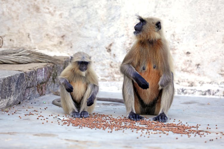 Brown Monkeys On Gray Concrete Floor