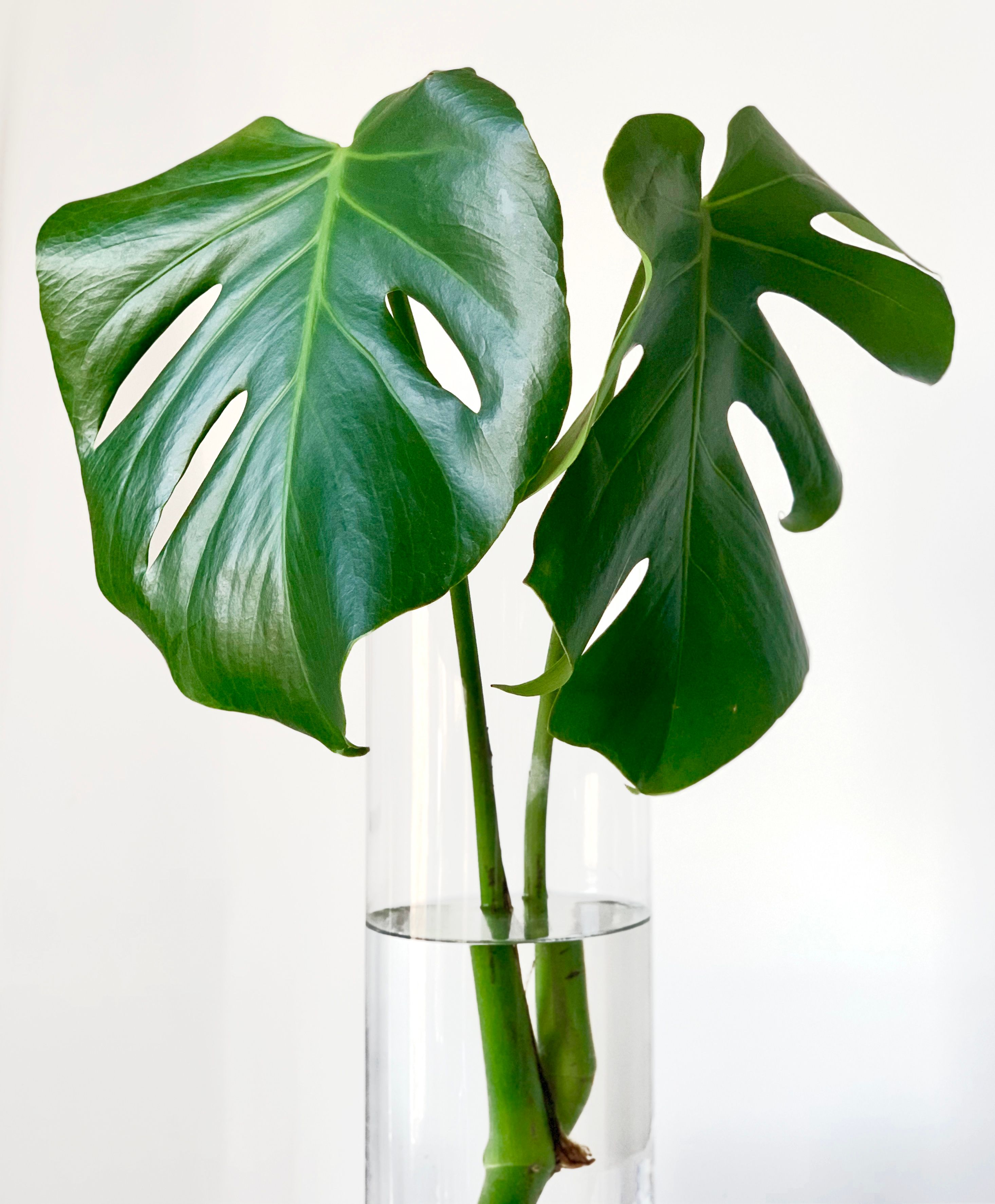 A Green Leaves on a Clear Glass Vase · Free Stock Photo