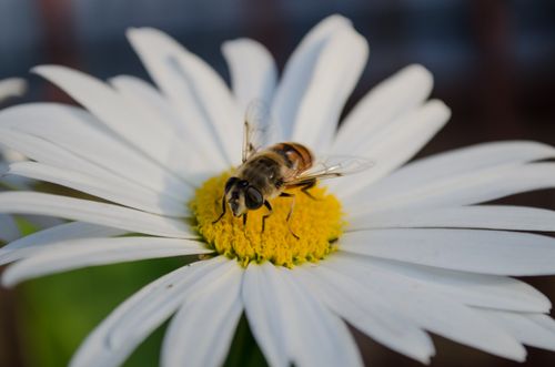 Free High detail macro photograph of a bee pollinating a daisy flower, highlighting nature's beauty. Stock Photo