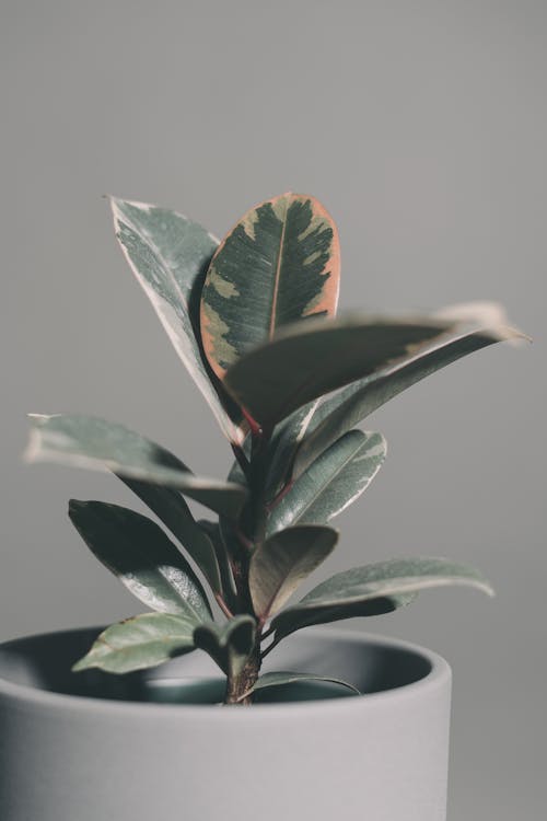 Close-Up Photo of a Plant in a Gray Pot