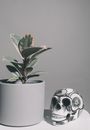 Green Plant on White Ceramic Pot