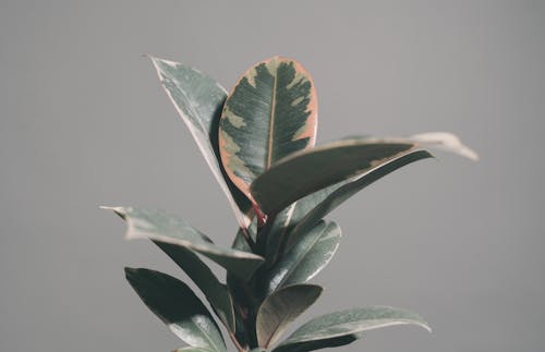 Selective Focus Photo of a Plant with Green Leaves