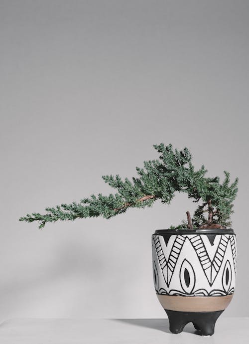 Little Conifer Plant in a Plant Pot 