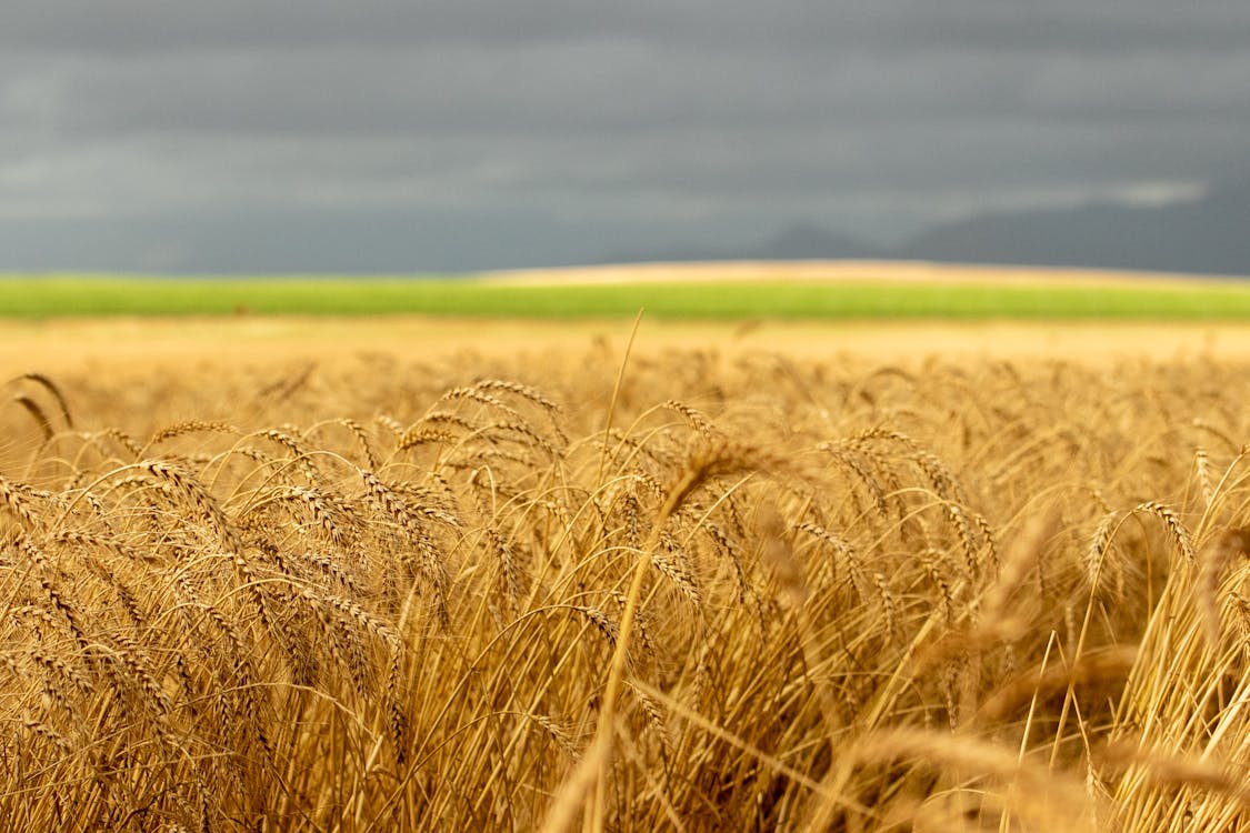 Selective Focus Photo of a Wheat Field