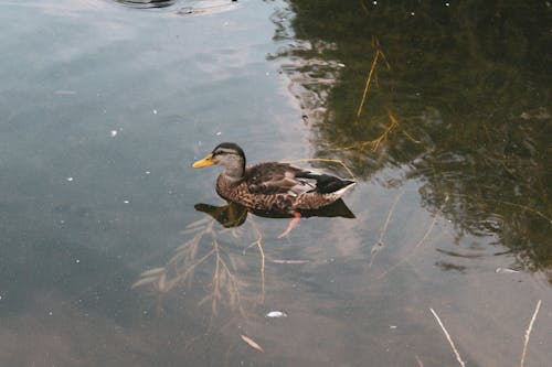 Brown Duck Swimming on Clear Water