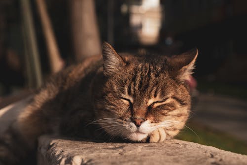 Selective Focus Photo of a Brown Tabby Cat Sleeping