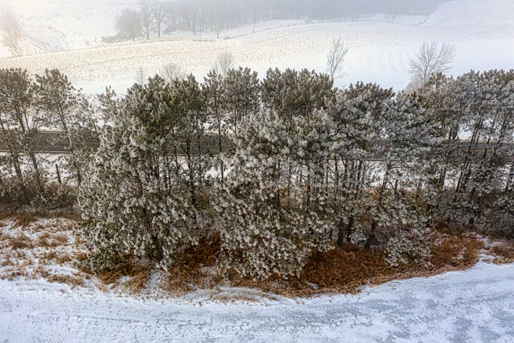 Green Leafy Plants Covered With Snow 