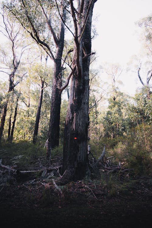 Immagine gratuita di alberi, ambiente, australia