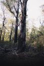 Gray Tree with Red Mark