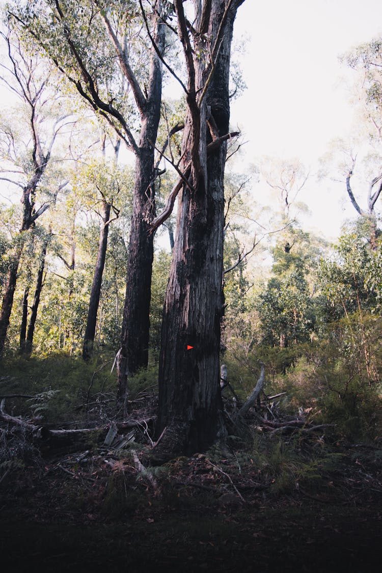 Gray Tree With Red Mark