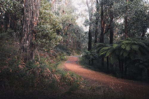 Fotos de stock gratuitas de al aire libre, arboles, arbusto