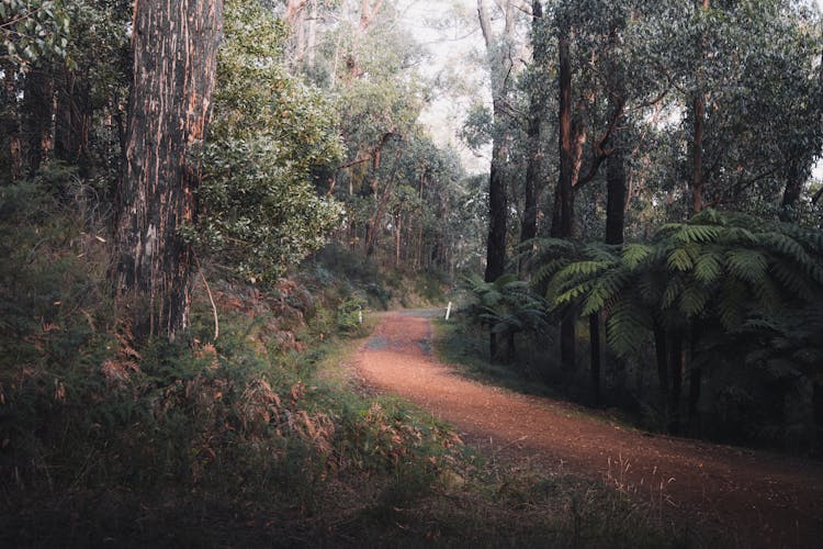 Brown Dirt Road Between Green Trees