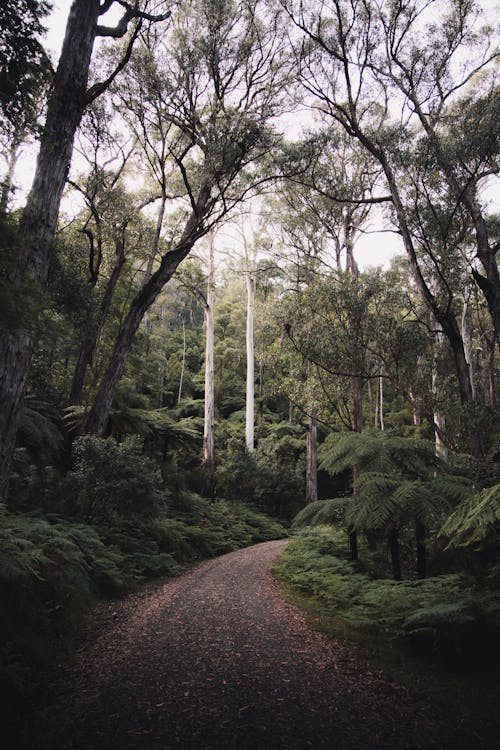 Dirt Road Between Green Trees 