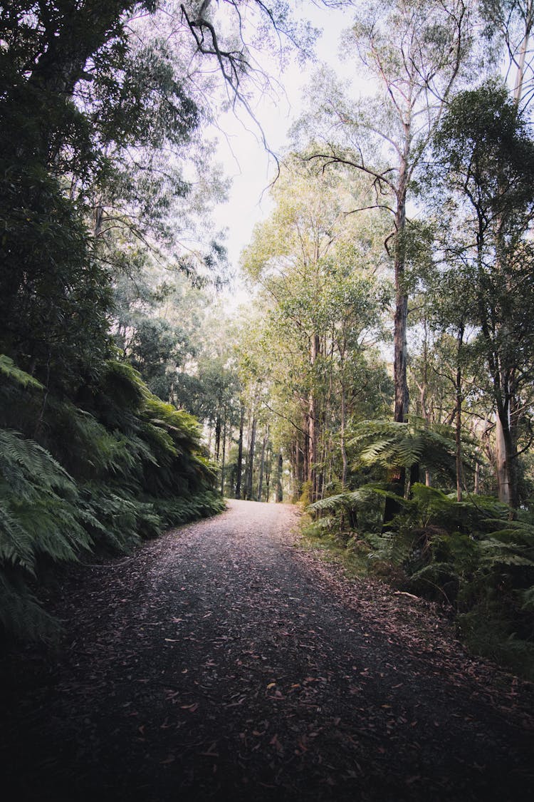 Brown Leaves On Dirt Road Between Green Trees