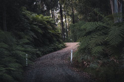 Dirt Road Between Green Ferns