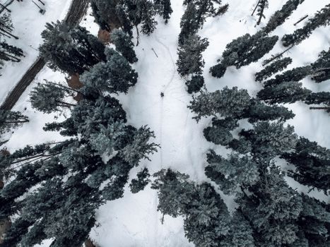 Drone shot of a snow-covered pine tree forest in Gulmarg's winter landscape.