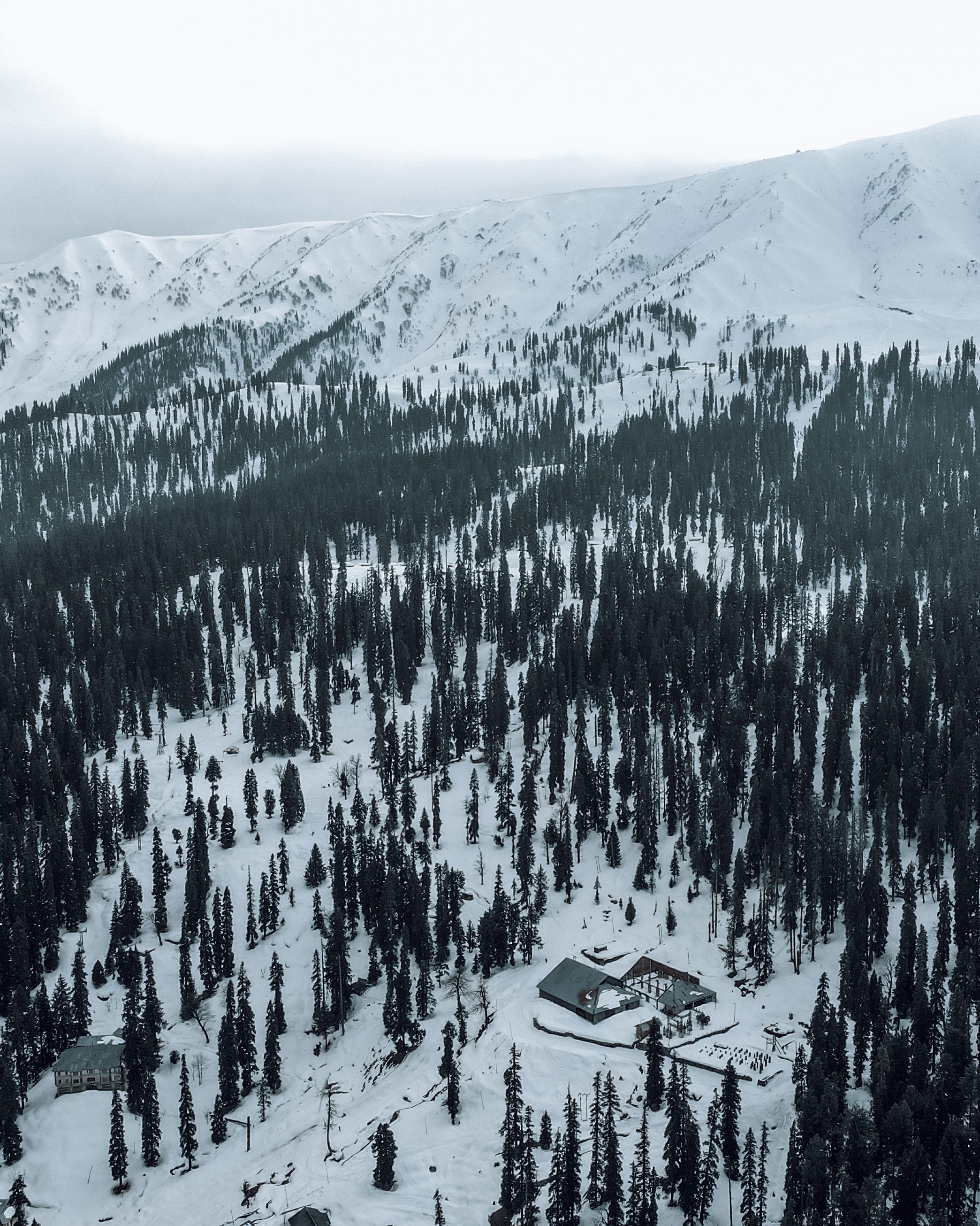 Aerial Footage of Pine Trees on a Snow Covered Ground · Free Stock Photo