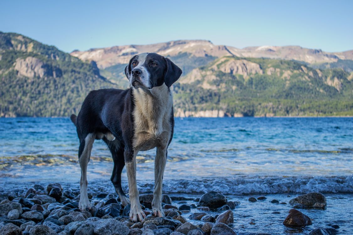 Close-Up Photo of a Black and White Dog by the Lakeside · Free Stock Photo