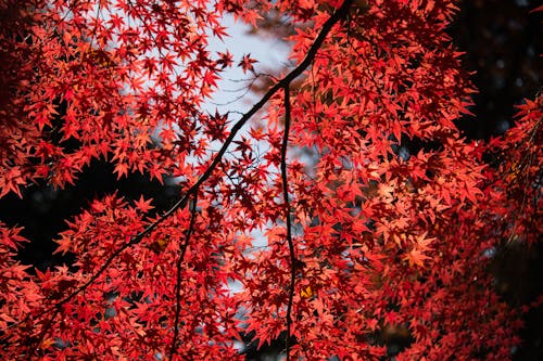 無料 赤い葉の木 写真素材