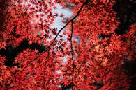 在东京新宿，阳光照亮了美丽的红色枫叶，捕捉到秋天的精髓