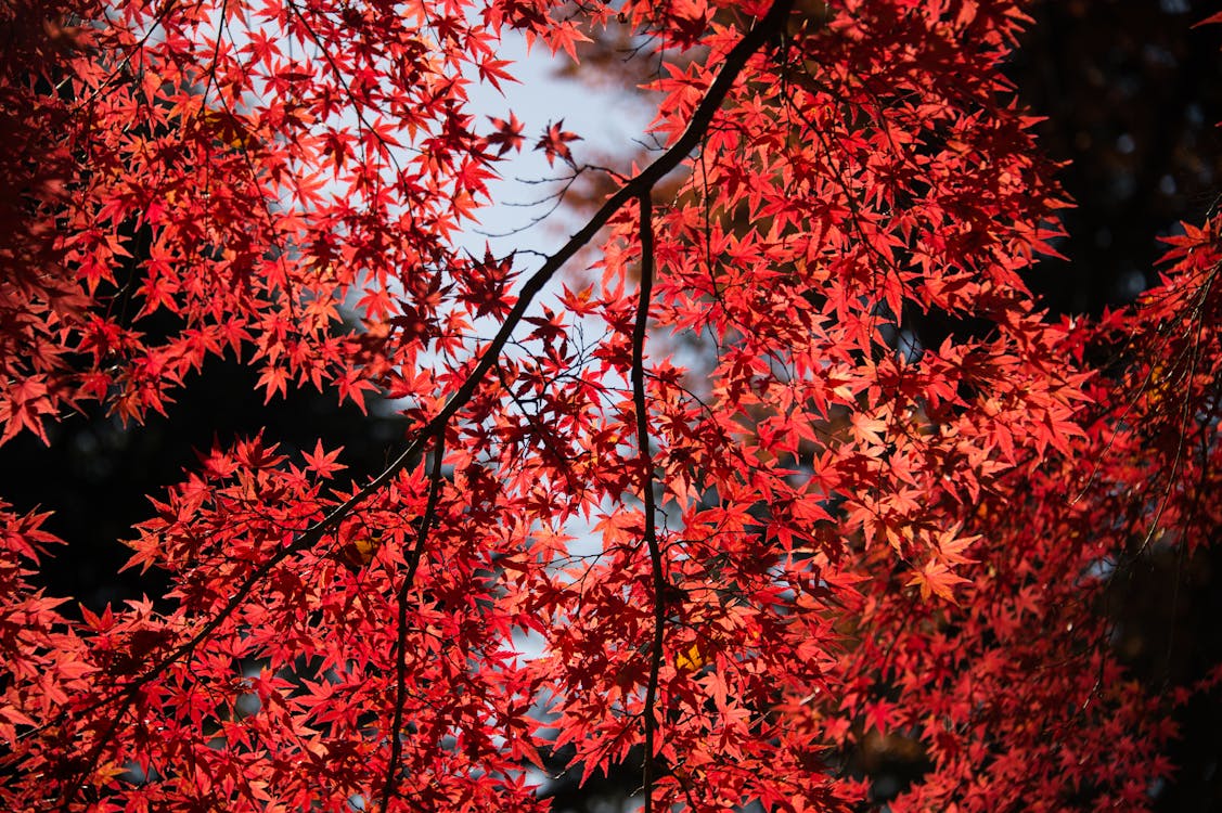 Kırmızı Yaprak Ağacı