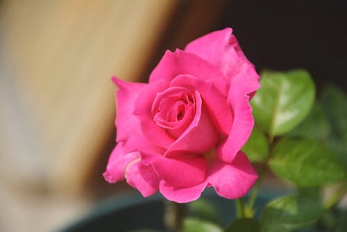 Free A Blooming Pink Rose in Close-Up Photography Stock Photo