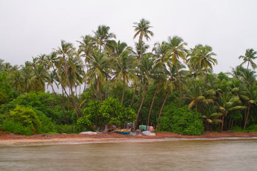Kostenloses Stock Foto zu indischer strand, kokosnussbäume, strand