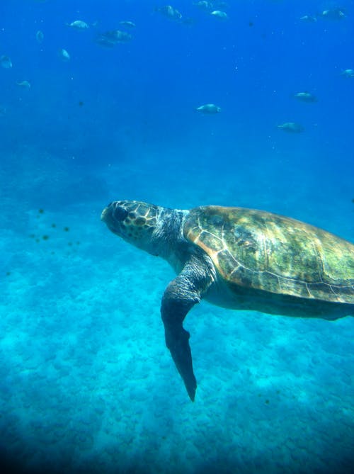 Základová fotografie zdarma na téma modrá voda, mořská želva, podvodní