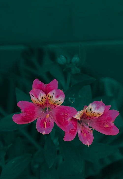 Close-up Photo of Pink Flowers