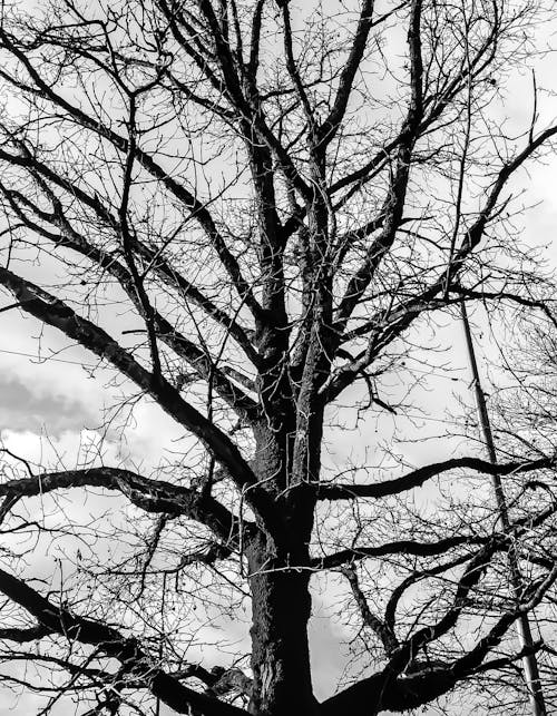 Black and White Photograph of a Leafless Tree