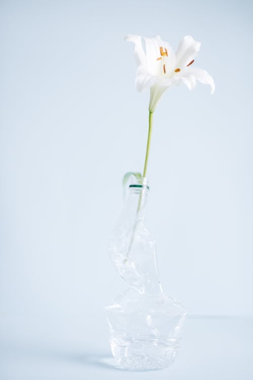 White Flower in Clear Plastic Bottle