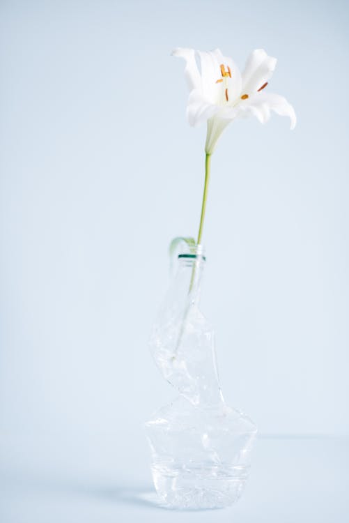 White Flower in Clear Plastic Bottle