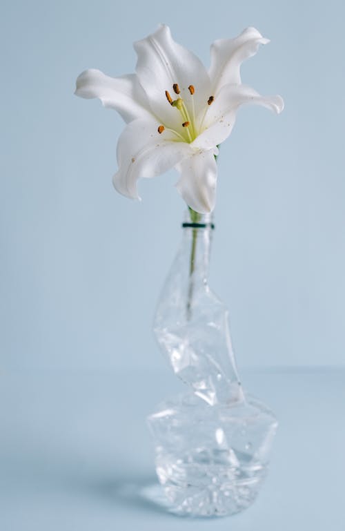 White Lily on a Plastic Bottle 